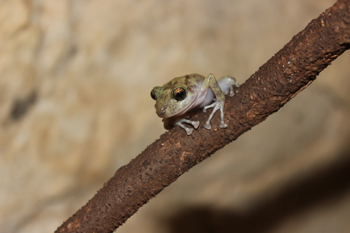 Yucatan rainfrog