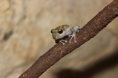 Yucatan Rainfrog photo 5