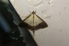 Pitama