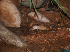 Bufotes luristanicus