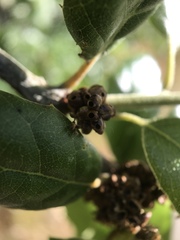 Callirhytis serricornis