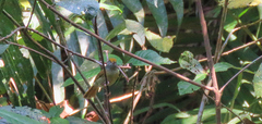 Tunchiornis ochraceiceps