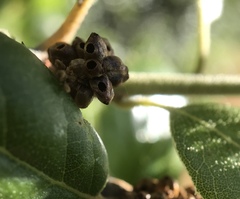 Callirhytis serricornis