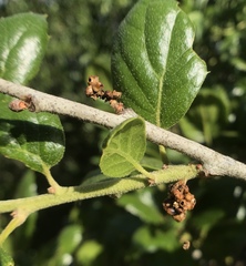 Callirhytis serricornis