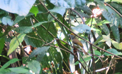 Tunchiornis ochraceiceps