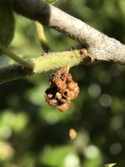 Callirhytis serricornis