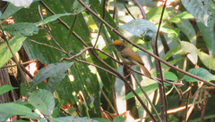 Tunchiornis ochraceiceps