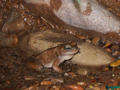 Bufotes luristanicus