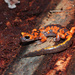 Salamandra Ensatina - Photo (c) Yinan Li, algunos derechos reservados (CC BY-NC), subido por Yinan Li