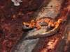 Ensatina - Photo (c) diomedea_exulans_li, some rights reserved (CC BY-NC)