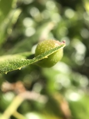 Callirhytis perfoveata