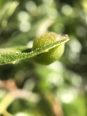 Callirhytis perfoveata