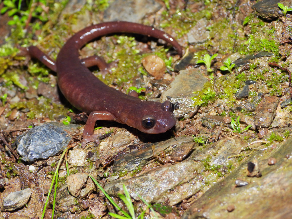 Limestone Salamander