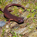 Limestone Salamander - Photo (c) diomedea_exulans_li, some rights reserved (CC BY-NC)