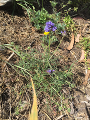 Gilia capitata chamissonis