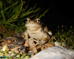 Bufotes luristanicus