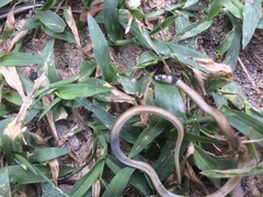 Tantilla melanocephala