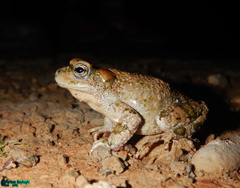 Bufotes luristanicus