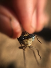 Phanogomphus hodgesi