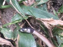 Tantilla melanocephala