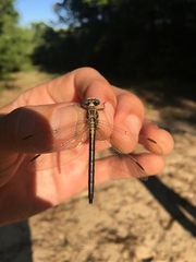 Phanogomphus hodgesi