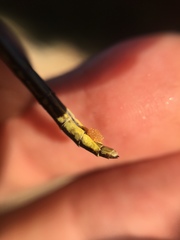 Phanogomphus hodgesi