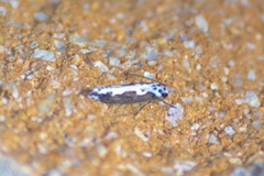 Ethmia semilugens