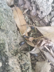 Armadillidium vulgare