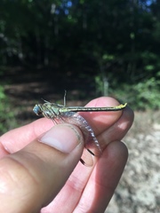 Phanogomphus hodgesi