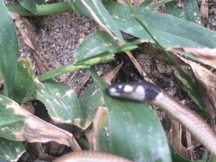 Tantilla melanocephala