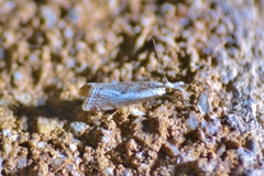 Microcrambus croesus