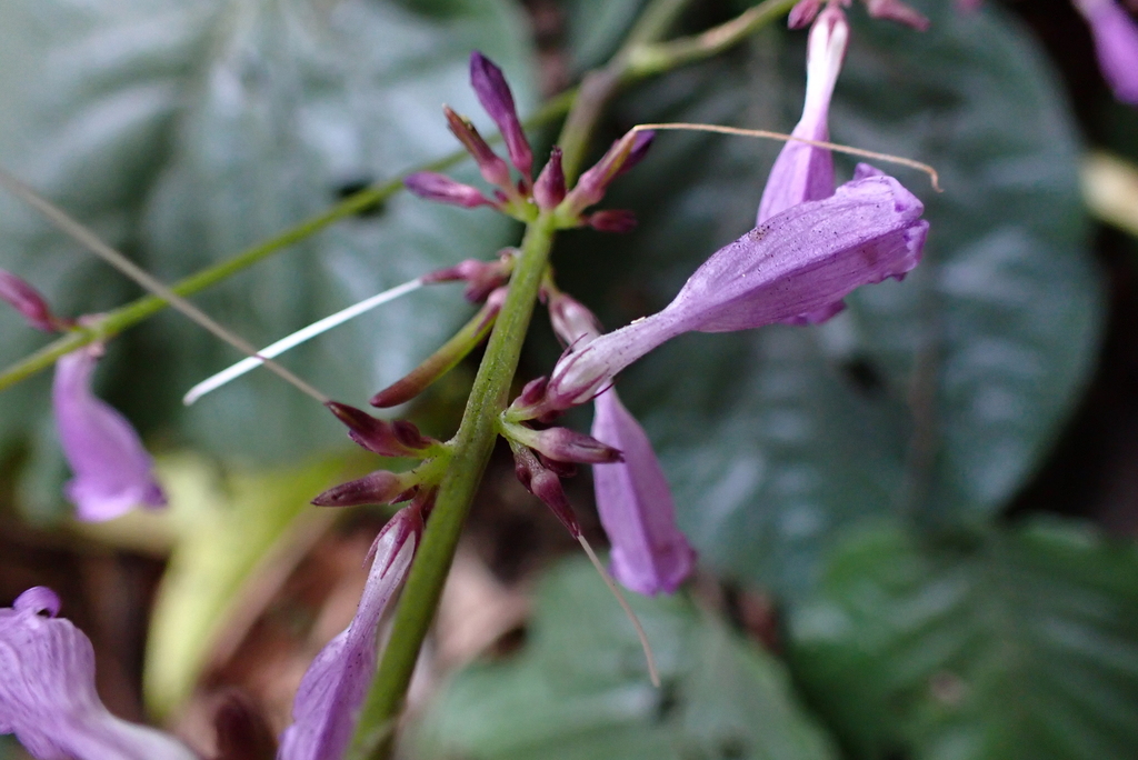Gymnostachyum polyanthum