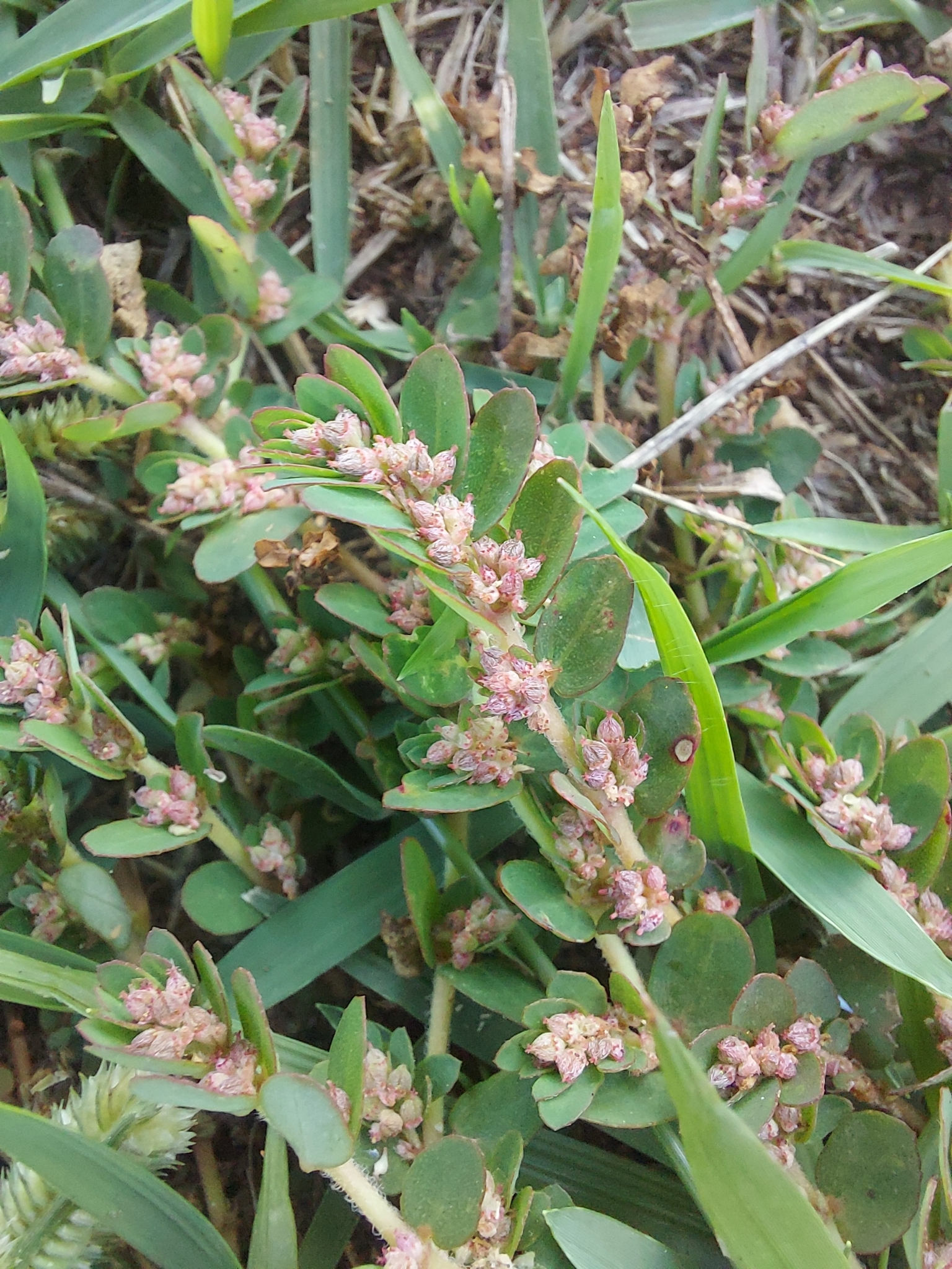 Euphorbia thymifolia
