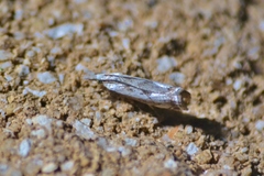 Microcrambus croesus