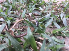 Tantilla melanocephala