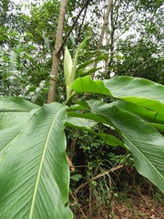 Alpinia uraiensis