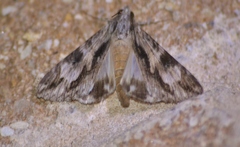 Melipotis jucunda