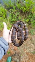 Brown-Banded Watersnake photo 5