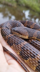 Brown-Banded Watersnake photo 3