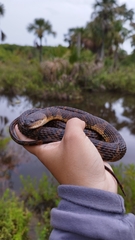 Brown-Banded Watersnake photo 4