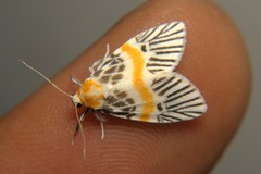 Indiania eccentropis