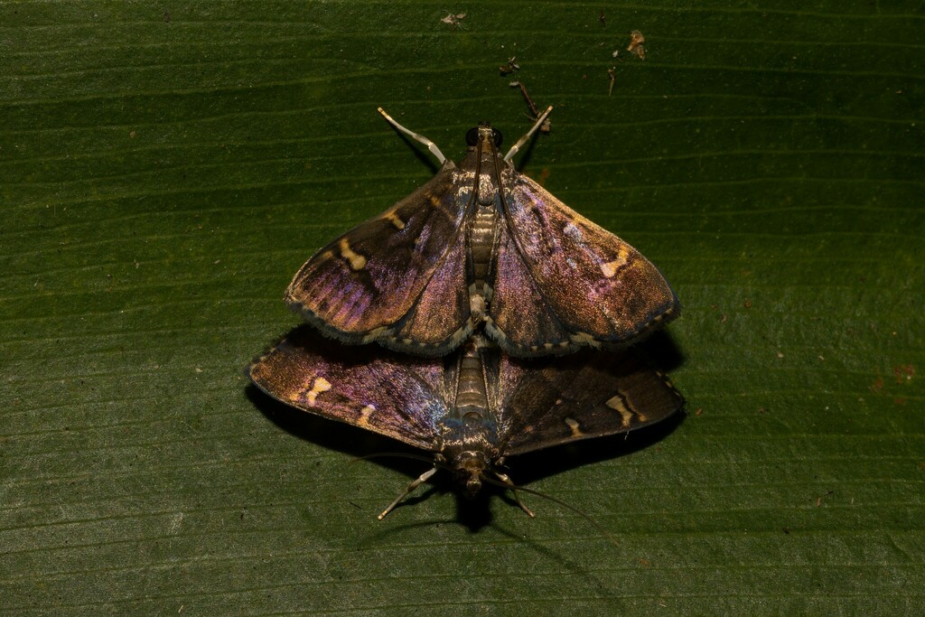 Tabidia truncatalis