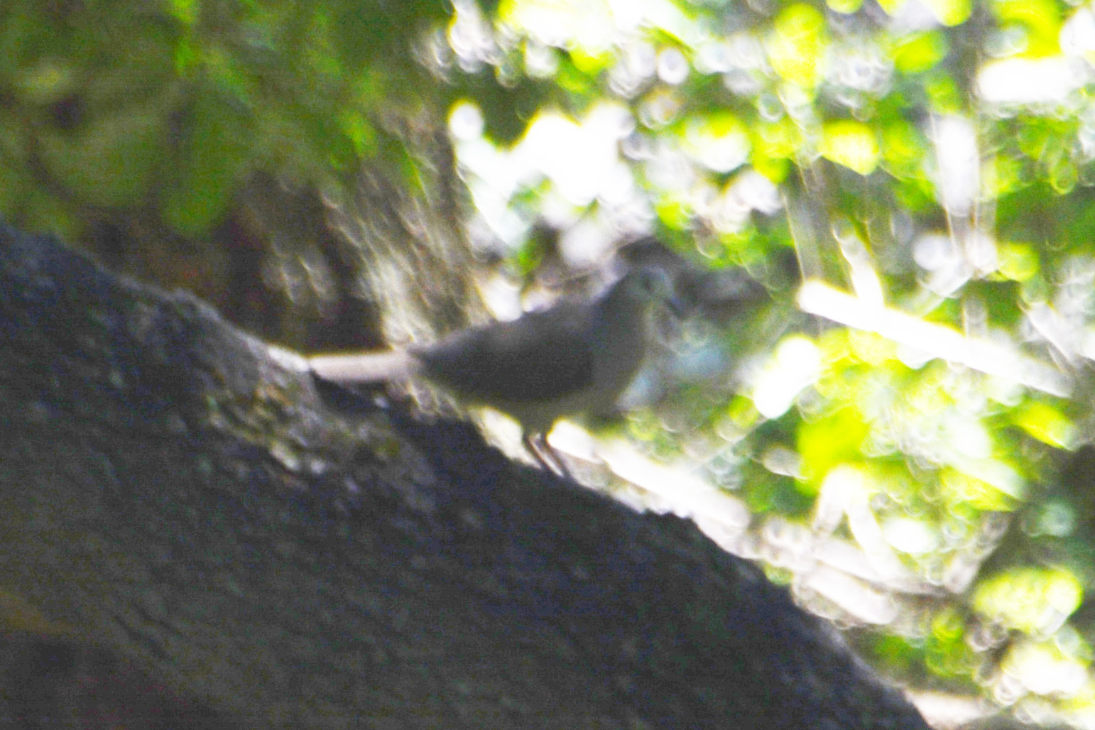 Yungas Dove (Leptotila megalura), photo 10