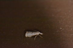Microcrambus croesus