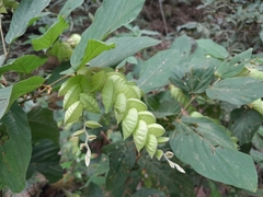 Flemingia strobilifera image