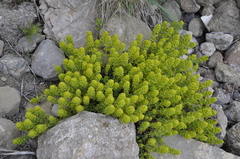 Cruciata taurica