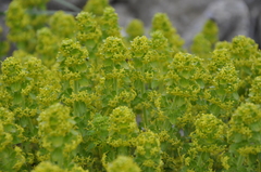 Cruciata taurica