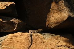 Gallotia stehlini