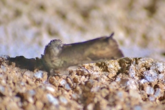 Acrolophus plumifrontella