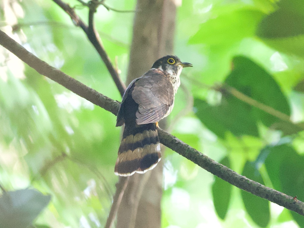 Moustached Hawk-Cuckoo photo